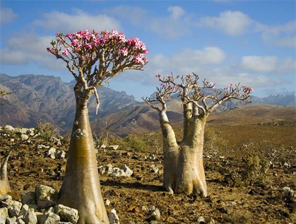 C&amp;acirc;y Bottle l&amp;agrave; một lo&amp;agrave;i c&amp;acirc;y c&amp;oacute; d&amp;aacute;ng y hệt một chiếc b&amp;igrave;nh hoa, sinh trưởng tại đảo Socotra Namibia v&amp;agrave; được coi l&amp;agrave; một trong những&amp;nbsp;lo&amp;agrave;i c&amp;acirc;y độc nhất tr&amp;ecirc;n thế giới. Được biết, độc tố của n&amp;oacute; nằm ở nhựa c&amp;acirc;y.