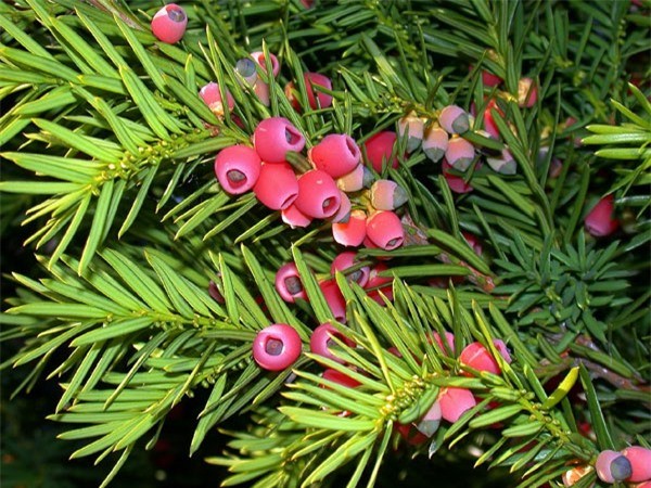 Thủy t&amp;ugrave;ng English Yew (Taxus baccata) c&amp;oacute; độc t&amp;iacute;nh rất mạnh. Th&amp;agrave;nh phần độc trong c&amp;acirc;y l&amp;agrave; alkaloids taxine, n&amp;oacute; c&amp;oacute; ở tất cả mọi bộ phận trừ lớp vỏ ngo&amp;agrave;i của hạt. Độc c&amp;oacute; thể dẫn đến những triệu chứng nghi&amp;ecirc;m trọng như ch&amp;oacute;ng mặt, kh&amp;ocirc; miệng, gi&amp;atilde;n đồng tử, suy nhược, nhịp tim bất thường v&amp;agrave; dẫn đến tử vong.