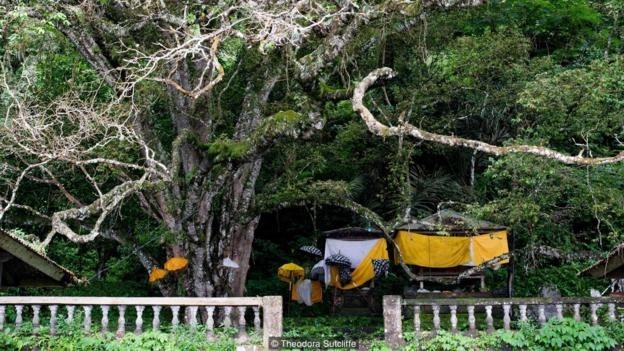 Su ky la den bat ngo ben cay co thu cua mot ngoi lang tai Bali-Hinh-7