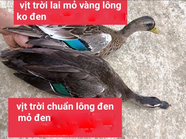 Loai vit nang chua den 1kg, gia hon 200.000 dong/con van chay hang-Hinh-3