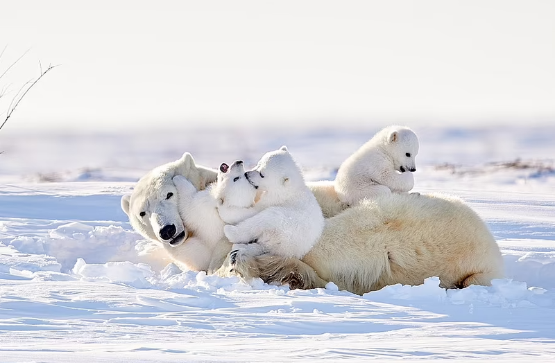 Gấu Bắc Cực được biết đến như là loài động vật thân thiện và ngộ nghĩnh. Hãy xem hình ảnh này, với gấu bé đang ngủ trên tuyết, bạn sẽ cảm thấy yên tâm và thư giãn, và muốn tìm hiểu thêm về những điều đặc biệt của Gấu Bắc Cực.