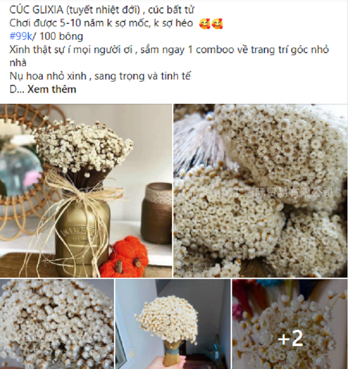 Cuc Glixia dep tinh khoi, chi em thi nhau lung mua lam 