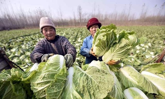 Mua cai thao, nen chon cay xanh hay trang se tot hon