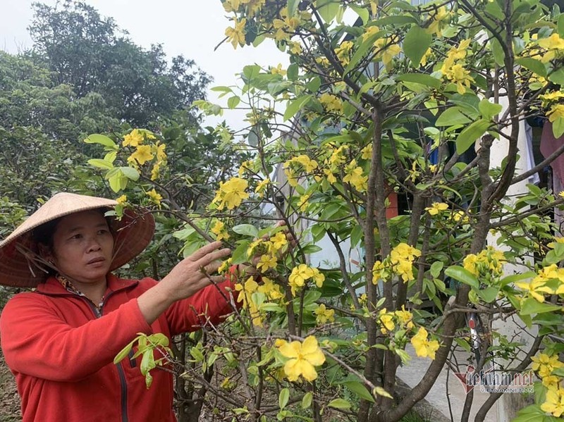 Mai ruc no som, khach qua duong ngam vui, chu vuon meo mat-Hinh-2