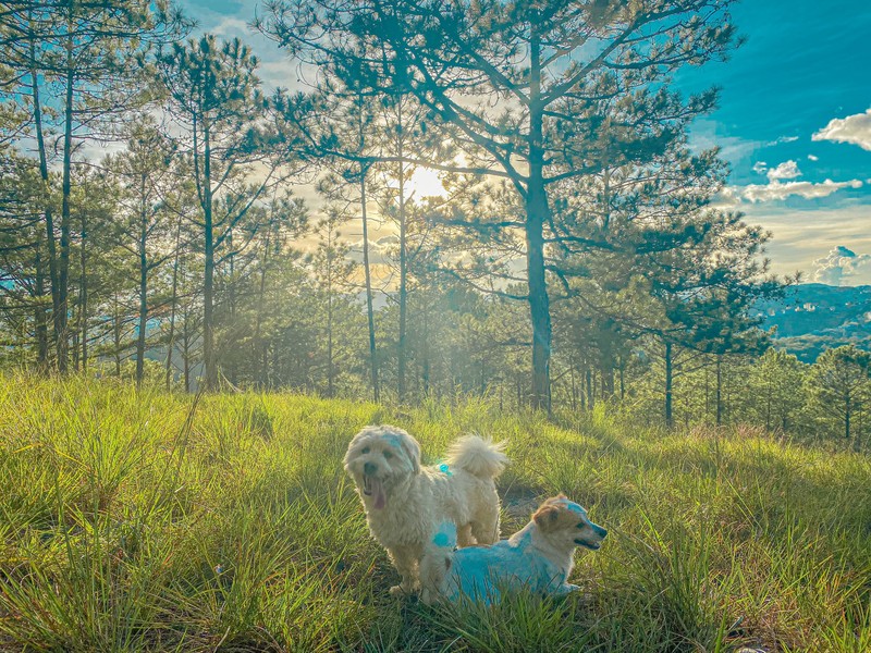 Co gai bo viec, mot minh vao Da Lat lap nghiep voi 7 trieu dong-Hinh-7