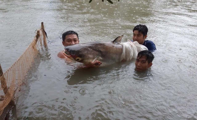 Nuoi toan ca khong lo, nguoi dan ong o Tien Giang thu ve 3 ty dong/nam-Hinh-3