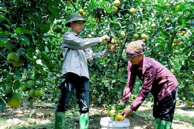 Xuat hien cam trai vu ban chay hon cam Vinh, Cao Phong dip Tet Nguyen dan