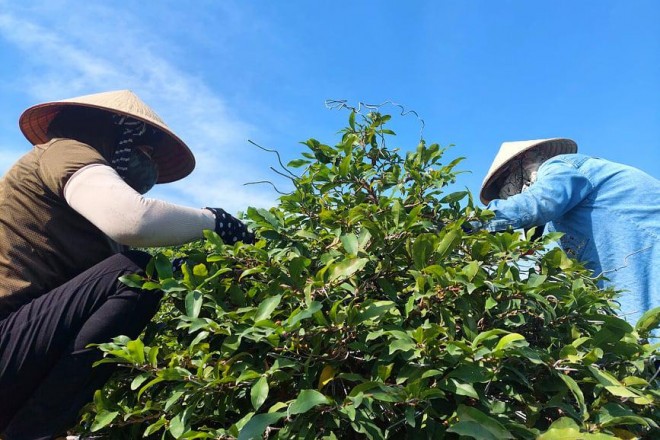 Mai vang Thu Duc hut hang tai thi truong nuoc ngoai dip can Tet