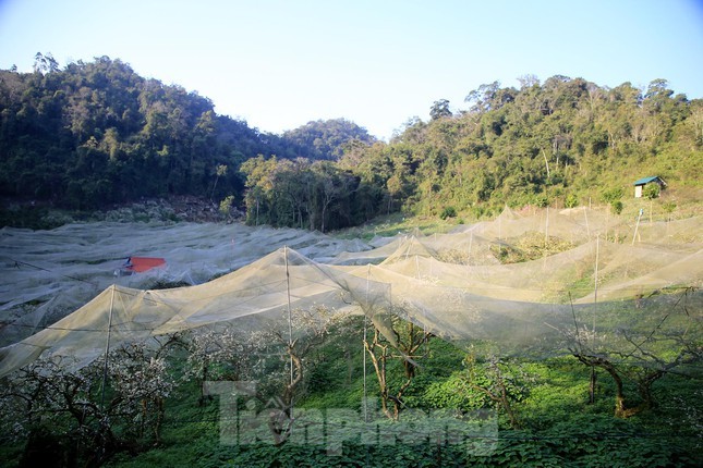 Rung hoa man no trang troi Moc Chau thu hut gioi tre