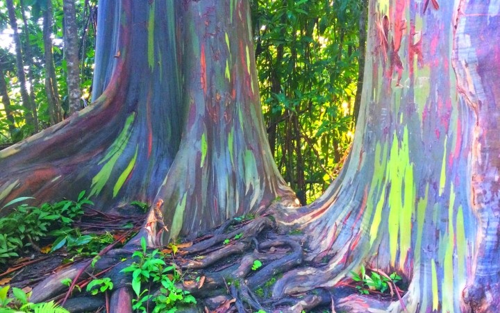 5 loai cay ky la trong nhu den tu hanh tinh khac-Hinh-3