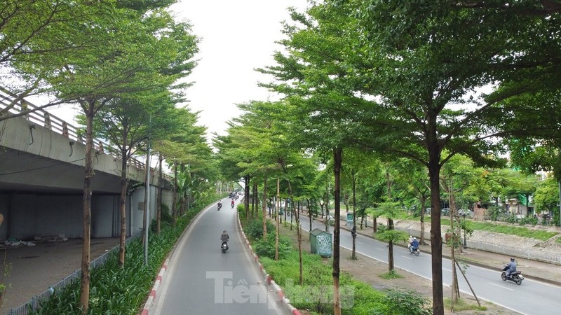 Nhung con duong rop bong cay xanh giua ngay he ‘do lua’ tai Ha Noi-Hinh-7