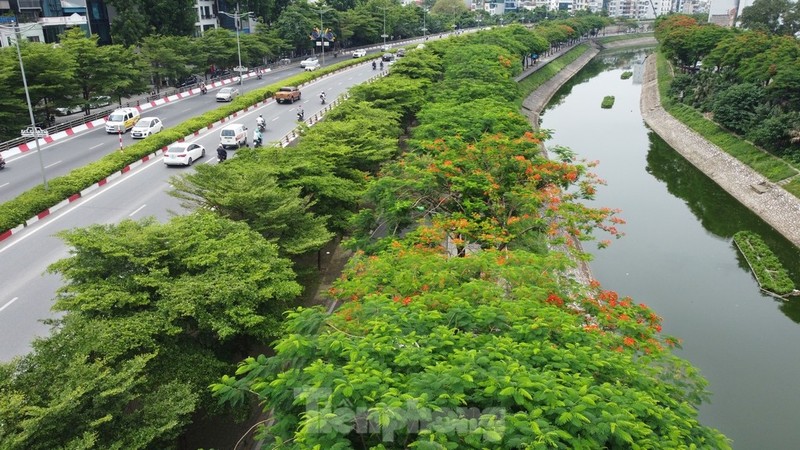 Nhung con duong rop bong cay xanh giua ngay he ‘do lua’ tai Ha Noi-Hinh-8