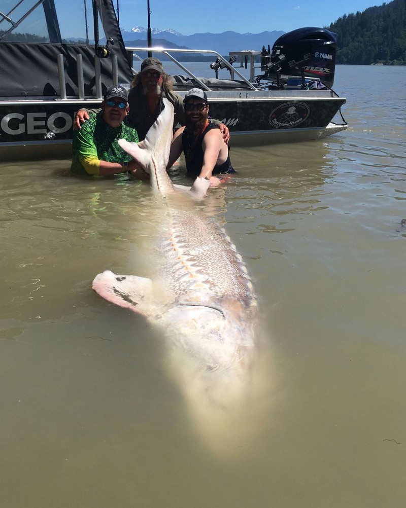 Canada: Bong dung cau duoc ca tam cuc khung hon 360kg