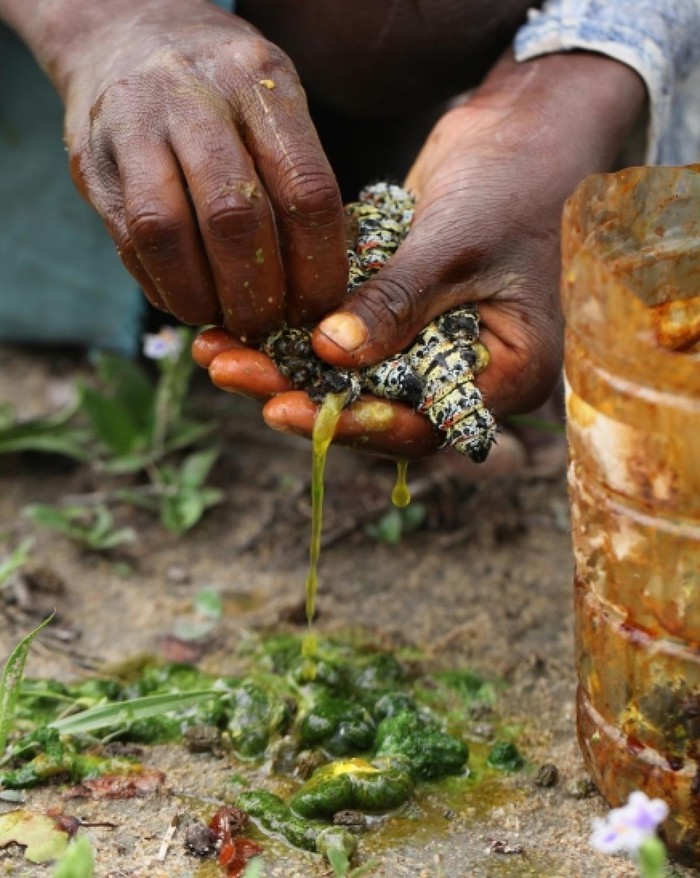 Dac san sau Mopane o Zimbabwe: Kinh di tu nguyen lieu den cach che bien-Hinh-5