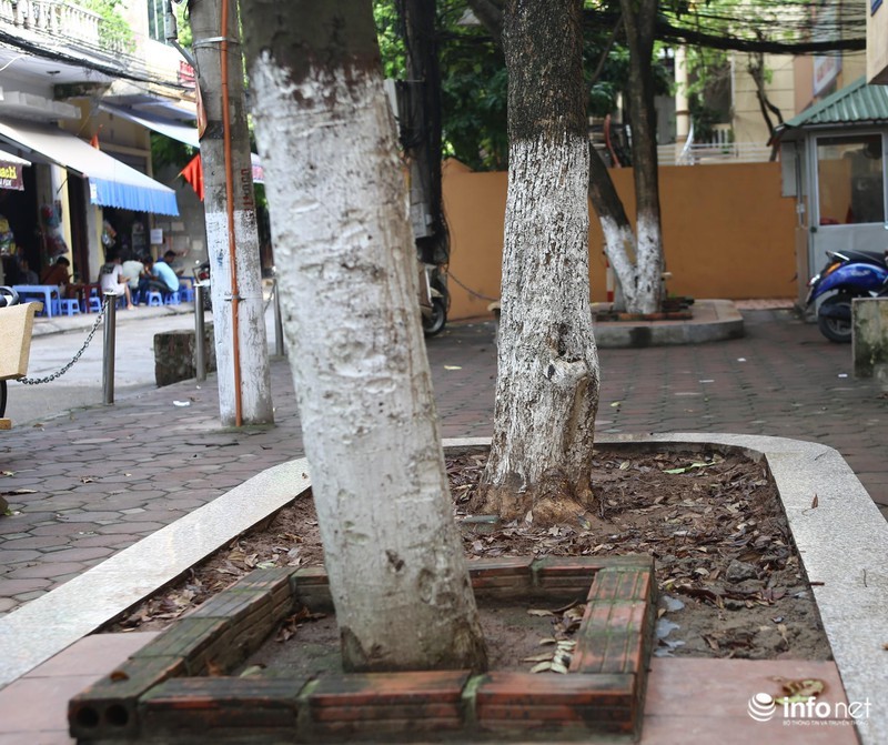 Hang sua do quy hiem hon 30 tuoi o Ha Noi bat ngo rung la chet dan-Hinh-10