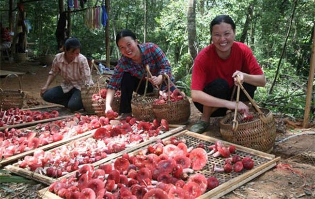 Leo doc nguy hiem hai nam do moc hoang, ban gan 6 trieu/kg-Hinh-6