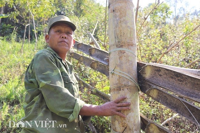 Di tim loai tre khong lo vi nhu 'bau vat' tren dinh nui thieng Son La-Hinh-4