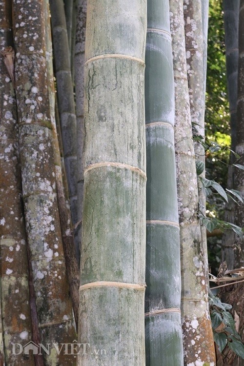 Di tim loai tre khong lo vi nhu 'bau vat' tren dinh nui thieng Son La-Hinh-9