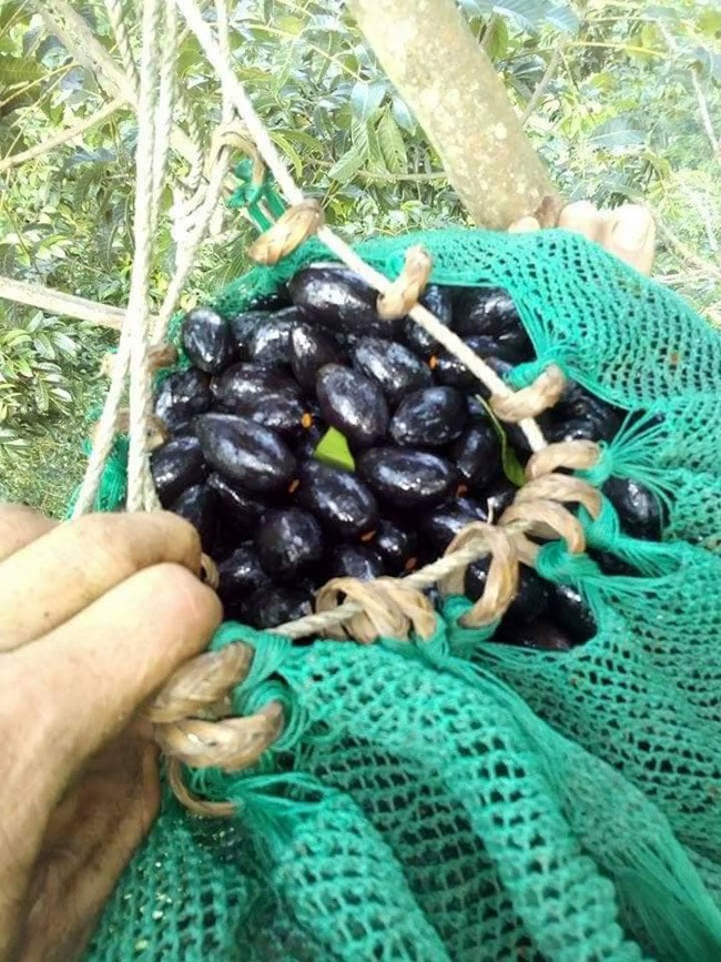 O que tram den rung day goc, dan thanh pho tranh nhau mua-Hinh-6