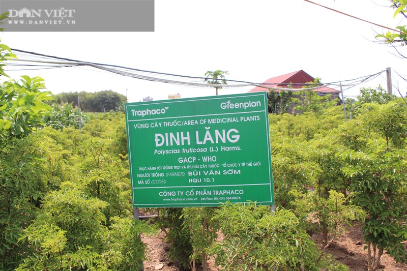 Thanh dai gia cua lang nho trong hang van cay dinh lang-Hinh-3