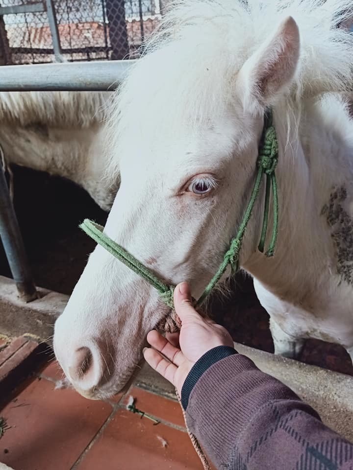 Lo qua Tet som, nha giau ve tan ban mua ngua bach nau cao-Hinh-2