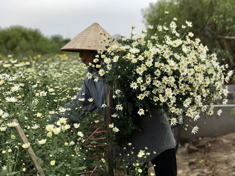 Loai cuc hoa mi dac biet: Choi 2 thang moi tan, 1 trieu dong/chau