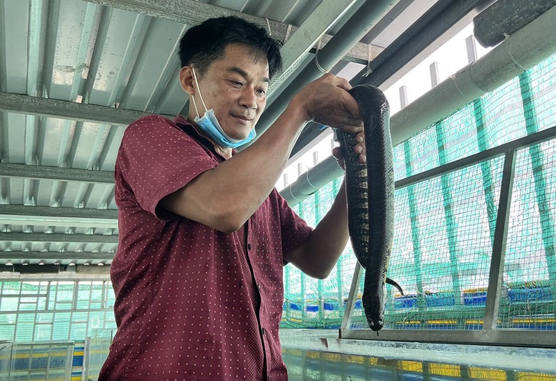 Nuoi nghin con ran tren nha lau, cho o tu kinh, cham nhu 