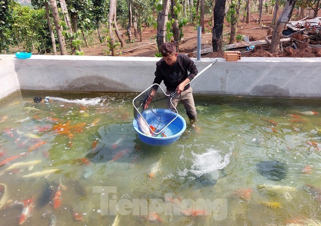 Nuoi ca quy toc, chang trai thu nhap ca ti dong moi nam