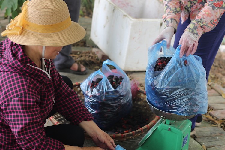 Nguoi Ha Noi tim mua dau tam chinh vu, nong dan “hot bac”-Hinh-4