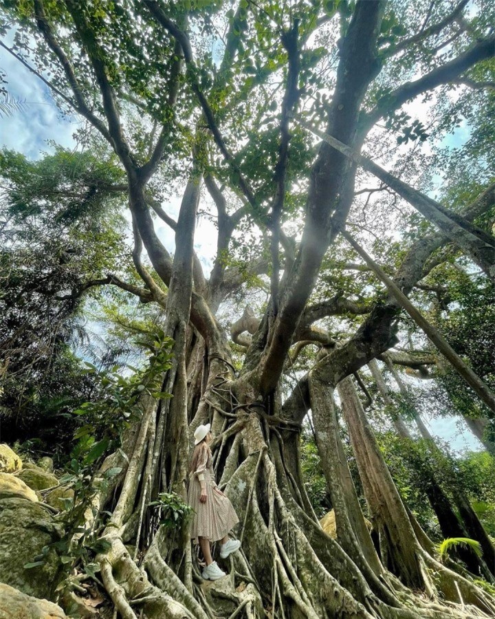 Choang truoc cay da ngan nam an minh giua ban dao Son Tra-Hinh-2