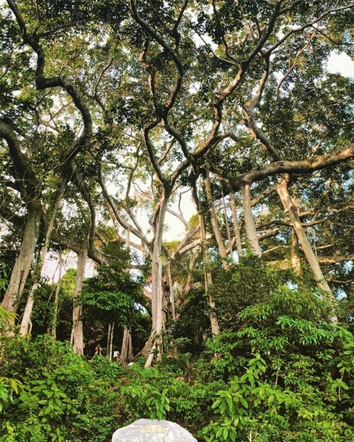 Choang truoc cay da ngan nam an minh giua ban dao Son Tra-Hinh-4