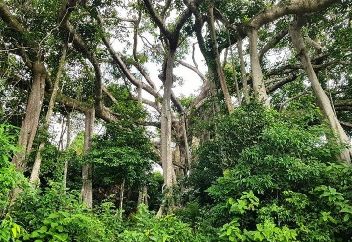 Choang truoc cay da ngan nam an minh giua ban dao Son Tra