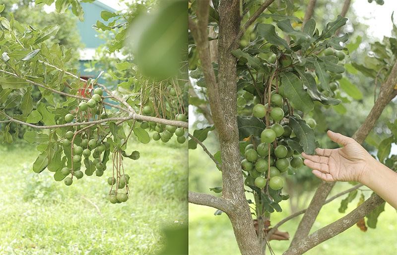 'Nu hoang' ve voi nui rung phia Bac: Hang khong du ban-Hinh-3