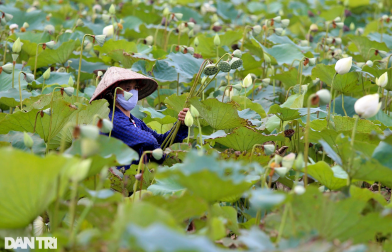 Dam hoa sen trang tinh khoi o Ha Noi dua sac cung ve dep thieu nu-Hinh-4