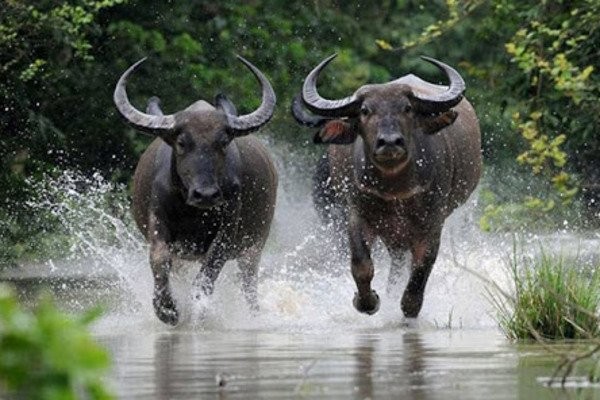 Thang 7 co hon ai den cu den: 4 tuoi nay doi doi, giau trong chop mat-Hinh-4