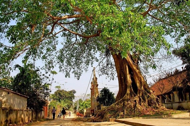 5 loai cay trong trong nha se chan dung tai loc, tien cua tieu tan-Hinh-4