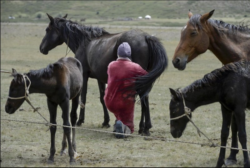 Kyrgyzstan trong mua len men sua ngua-Hinh-4