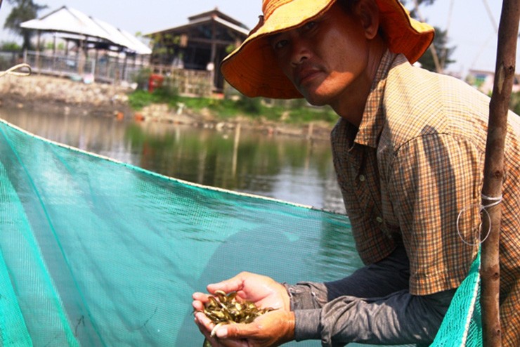 Loai qua moc dai o mien Tay, bong thanh dac san gia 200.000/kg-Hinh-9