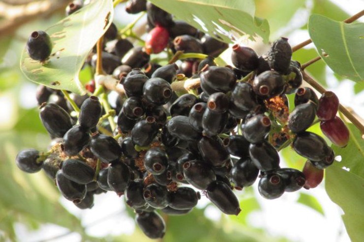 Loai qua moc dai o mien Tay, bong thanh dac san gia 200.000/kg