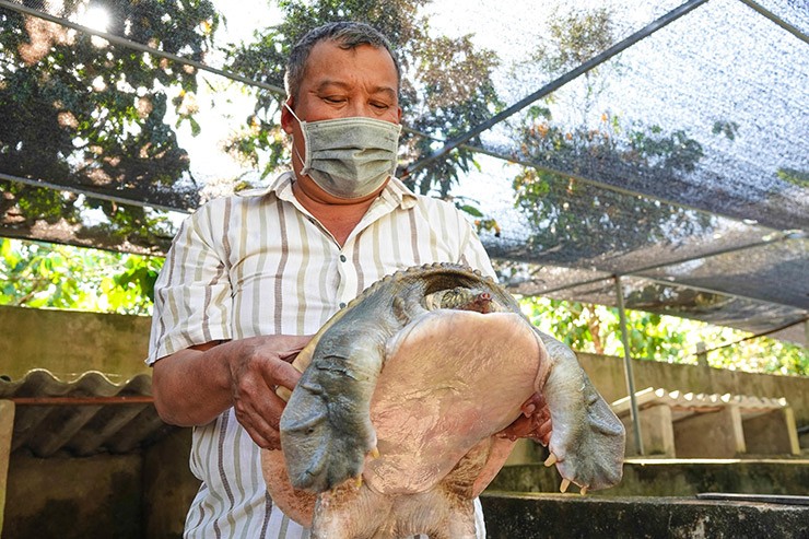 Nuoi loai cua la trong ao, khong ton kem, nam lai hang tram trieu-Hinh-8