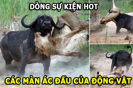 2 con linh cau ha linh duong van Kudu to lon-Hinh-2