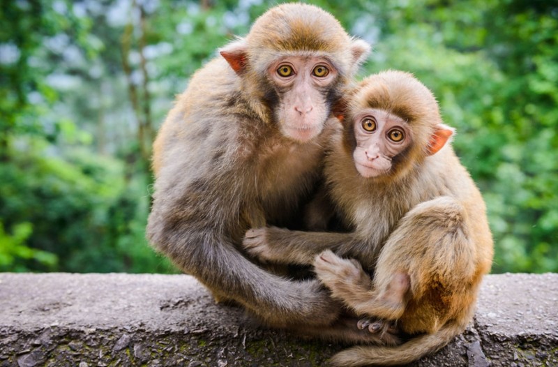 Sang mai (8/10), 3 tuoi mo cua don loc, 2 tuoi vap dai han-Hinh-9