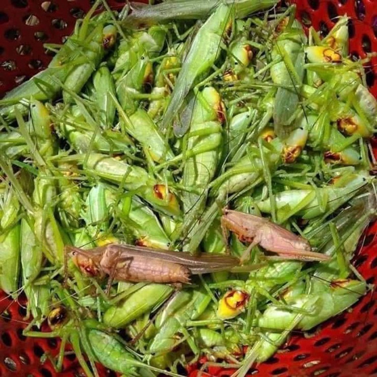 Dac san moi nam xuat hien 2 lan o dong, ban 300.000 dong/kg-Hinh-2