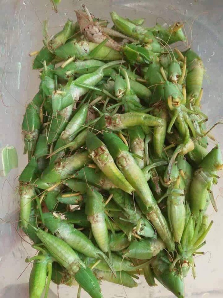 Dac san moi nam xuat hien 2 lan o dong, ban 300.000 dong/kg-Hinh-3