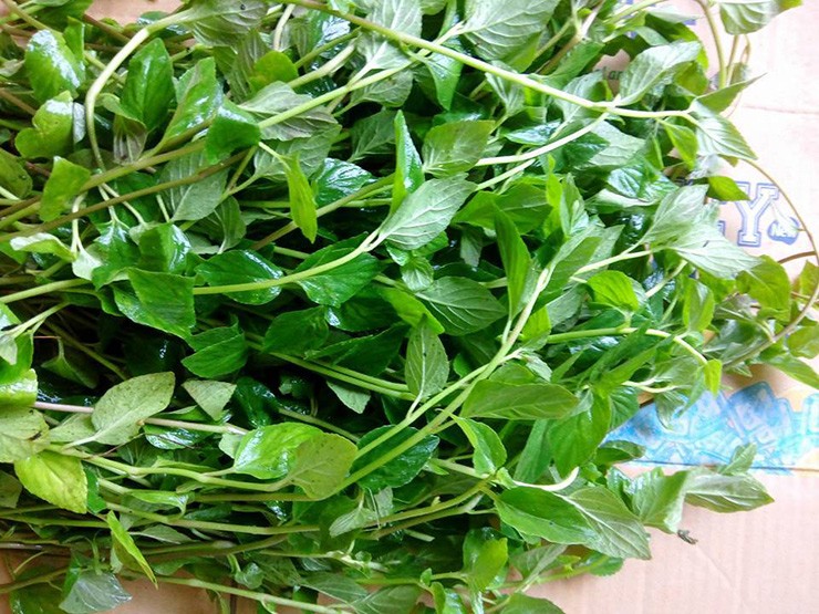 Cay dai thanh dac san, dan trong 2 thang ban 120.000 dong/kg-Hinh-10