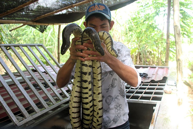 Nuoi loai ai gap cung tranh xa, 9X kiem hang tram trieu/nam-Hinh-10