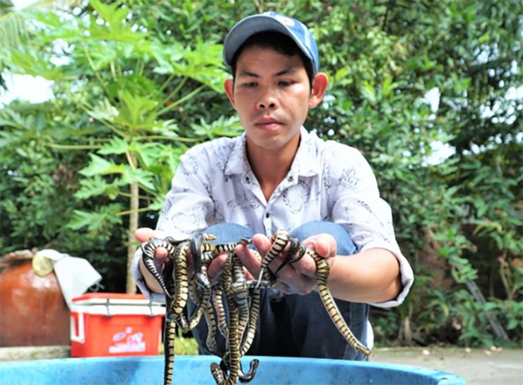 Nuoi loai ai gap cung tranh xa, 9X kiem hang tram trieu/nam-Hinh-5