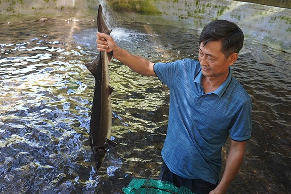 Nuoi thanh cong ca tam o 'chao lua' mien Trung-Hinh-7