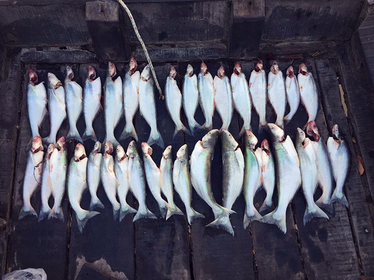 Loai ca co mui la gia 700.000 dong/kg, khong co hang de ban