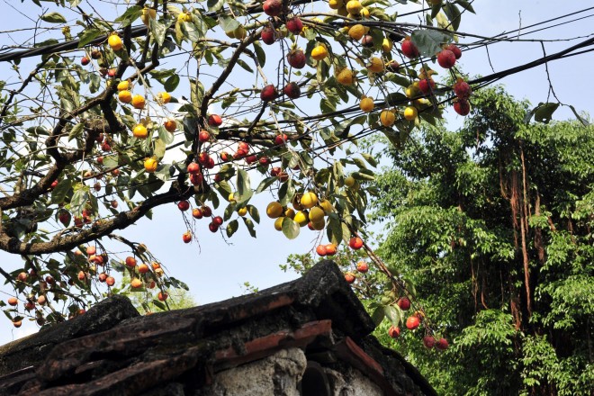 Giu cay hong gan 200 nam tuoi, nguoi phu nu co thu nhap lon